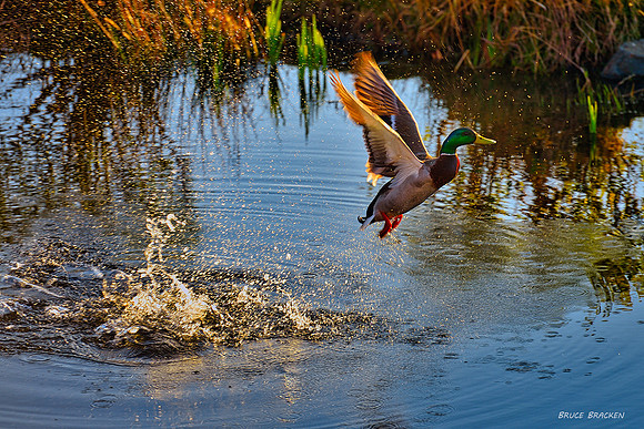 Flight at sunset